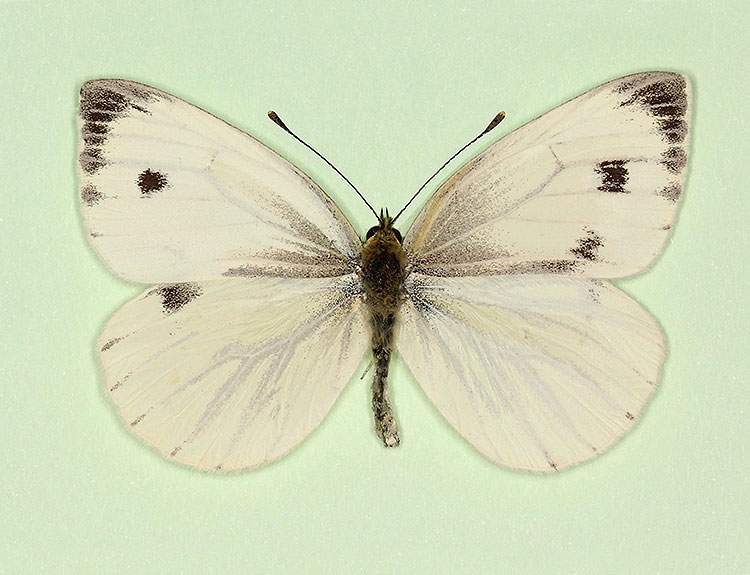 Pieris napi (gynandromorph 4) (Internet Image property of respective owner, non-commercial use only)